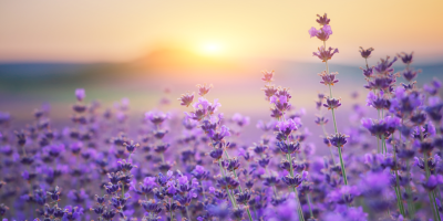 lavender-frower-at-sunset-2023-11-27-05-16-18 Urh. rozum web